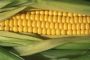 Скандал: американскую кукурузу реабилитировали