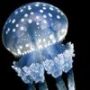Медузы ловят рак