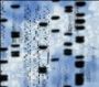 Тайна генома: у всех - гены с дефектами