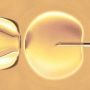 Определено оптимальное число эмбрионов для ЭКО