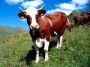 Как корова смогла вылечить рак?