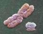 Слухи о смерти Y-хромосомы несколько преувеличены