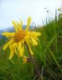 Арника горная Арника горная