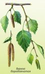 Береза бородавчатая Береза бородавчатая
