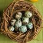  Перепелиные яйца. Польза и свойства перепелиных яиц