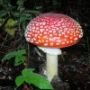 В Белгородской области запретили грибы